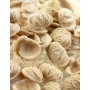 Orecchiette grano duro "Senatore Cappelli"
