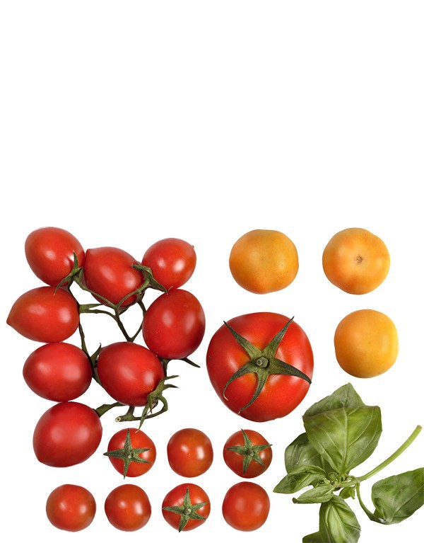 Sugo Pomodoro & Basilico